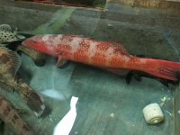 /album/photogalery-fish-species/a-76-edited-jpg/